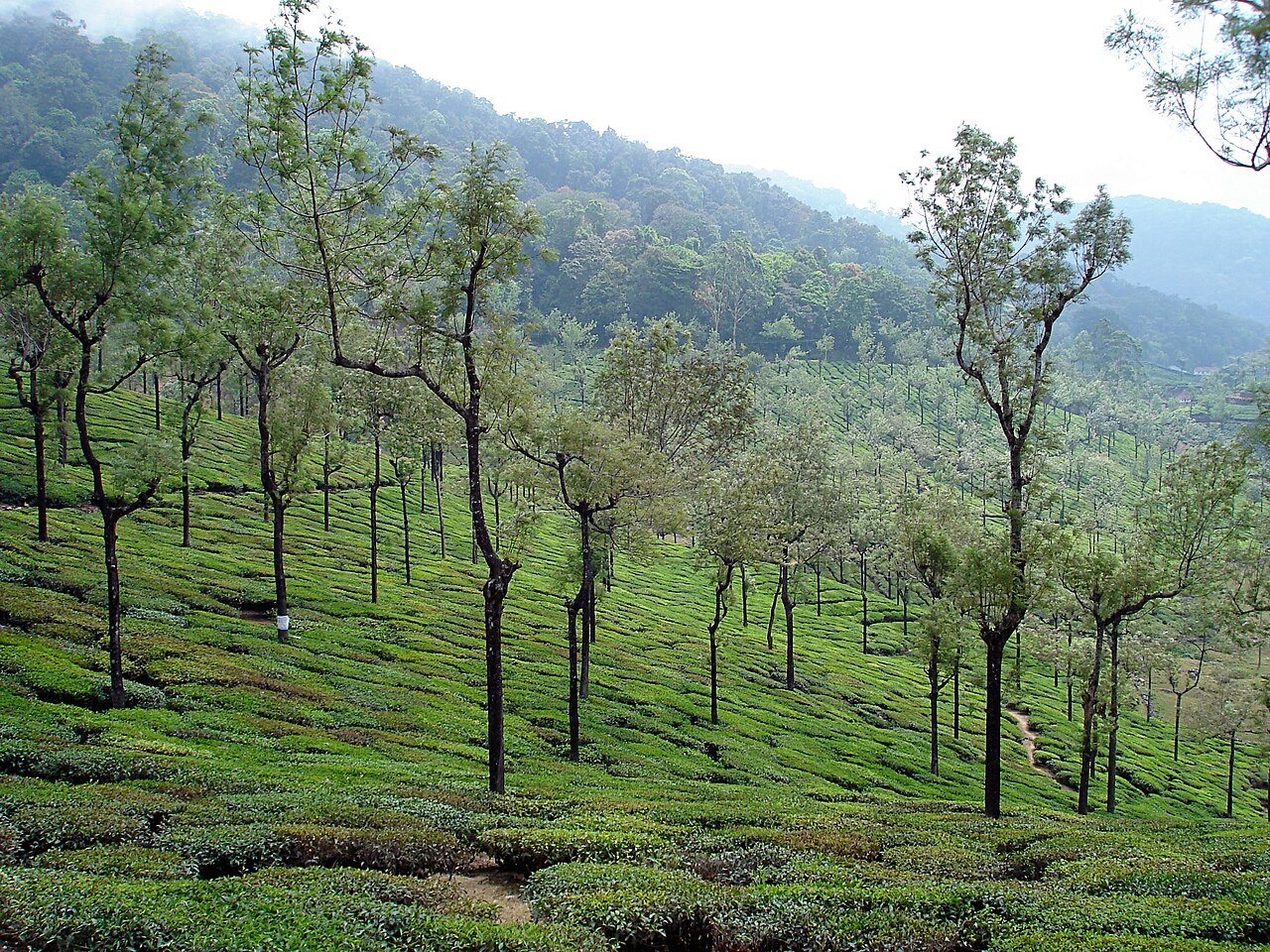 Valparai tea garden mountains